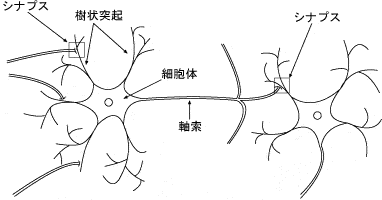 脳のニューロンとシナプス